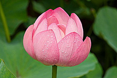 香蕉插进水蜜桃：水果新潮流：香蕉水蜜桃奇遇记