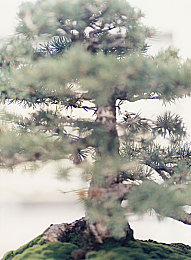 香蕉丝瓜草莓樱桃草莓榴莲绿巨人：奇幻旅程，果味游戏来袭-1